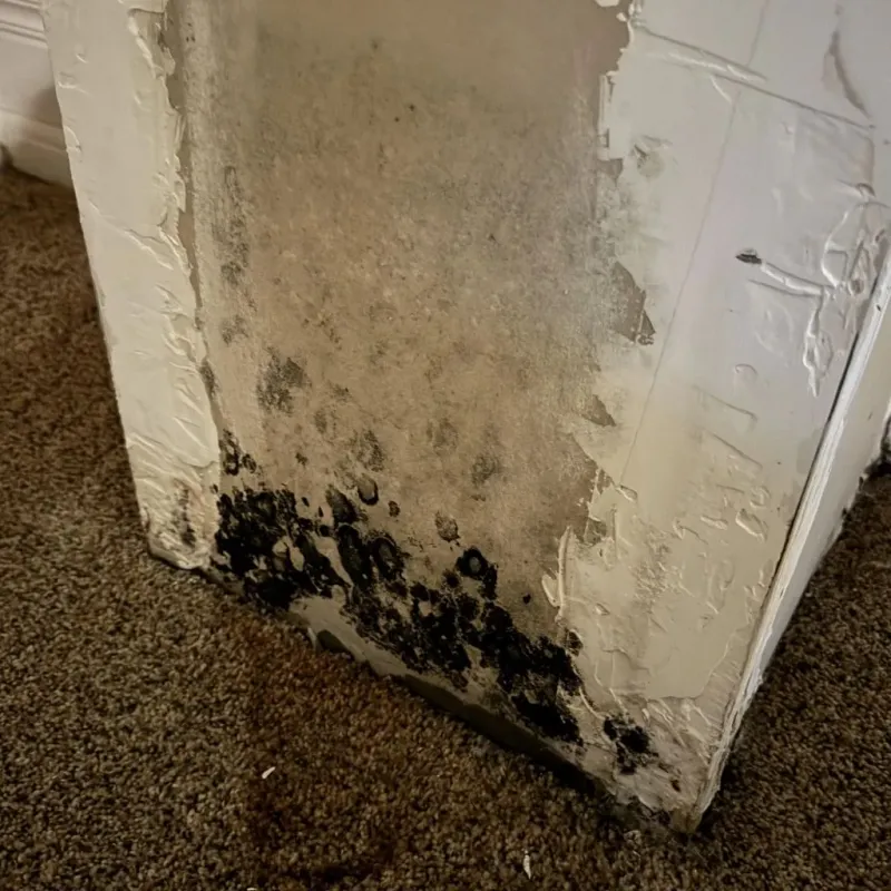 Professional Mold Removal in Bridgeport, NE